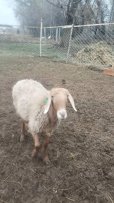 Баран, овца: Продаю | Баран (самец) | Арашан — 10