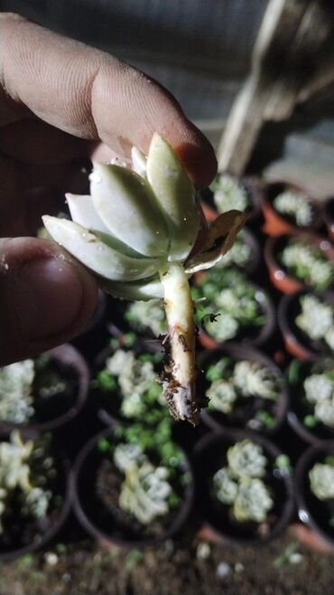 xlorofitum bitkisi: Sukulentin şlamı – Echeveria tipli rozet formalı ətli bitki