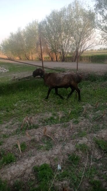 Другие животные: Продаю кочкора один год порода полу арашан срочно срочно срочно
