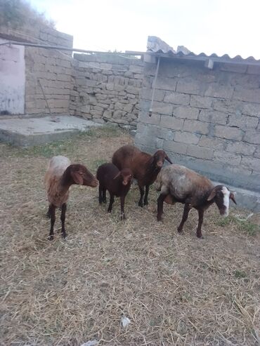 qoyun iti balasi: Dişi, il: 1