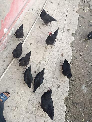 çin aslanı: Toyuq, Yumurtalıq — 5