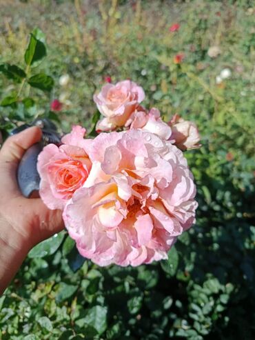 Садовые цветы и кустарники: Садовые розы — срезочные и для посадки Описание: - Разновидности — 11