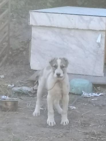 Продажа собак: Алабай, 4 месяца, Самка, С прививкой — 5