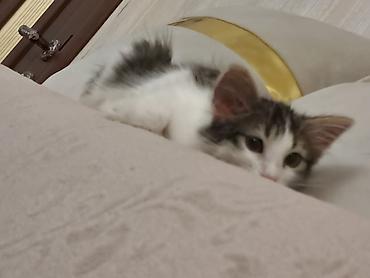 Кошки: 4 aylıq pişik balasına,cinsi qızdır, xeyirxah sahib axtarırıq.Masya — 4