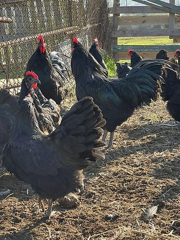 Toyuqlar: Toyuq, Australorp, Damazlıq — 6