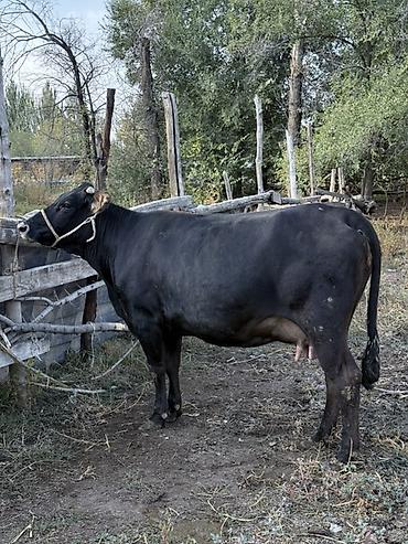 Продам с/х животных: Продаю | Корова (самка) | Для молока | Привязанные — 3