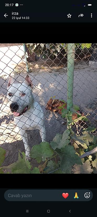 it şekli: Pitbul, 1 il, Dişi — 2