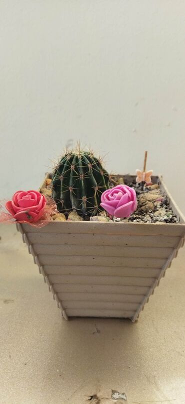 kaktus gulu: Kaktuslar 1 ədədi 4 manat 3 ü birlikdə 10 manata Əlaqə