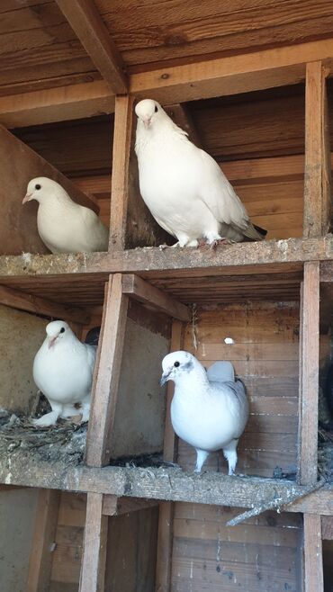 шиншилла котенок купить: Məhsul: Ev göyərçinləri – ağ və ağ-qara rəng çeşidi Təsvir: -