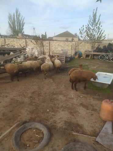 Quzu: Quzular səkkiz ədədi kök quzular — 8