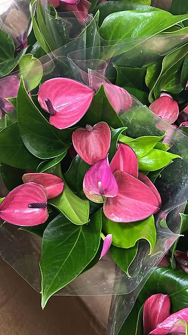 антуриум купить: Антуриум (Anthurium andreanum) в горшке. - Декоративно-цветущее — 4