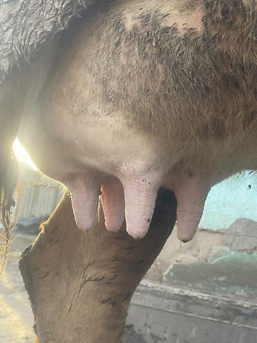 Коровы, быки: Продаю | Корова (самка) | Алатауская | Для разведения, Для молока at lalafo.kg — 11 Коровы, быки: Продаю | Корова (самка) | Алатауская | Для разведения, Для молока — 11