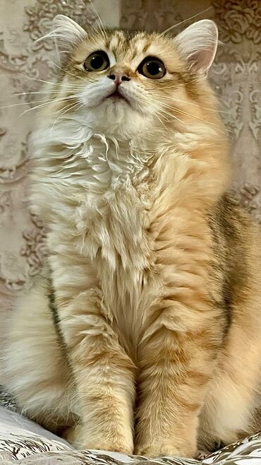 отдать котят в хорошие руки: Британская