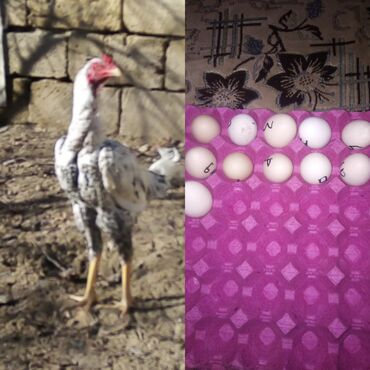 heyvan sahiblenme: Heyratı toyuq yumurtaları biri 1 manata catırılma yoxdur hal hazırda