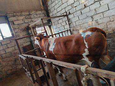 Коровы, быки: Salam aleykum heyvan diri çekisi 1 ton 70 kq dı etini 40 faizle — 8