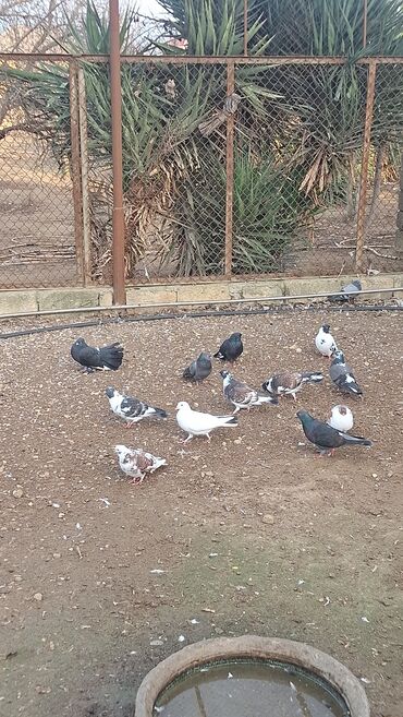 Göyərçinlər: Satılır — 5