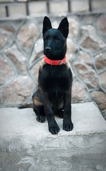 Вязка собак: Вязка: Бельгийская овчарка, Самец, 3 года, С прививкой, С родословной — 9