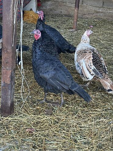 Индюки: Продаю | Индюшка (самка), Индюк (самец), Индюшата | Черный принц, Северокавказская | На забой, Для разведения | Племенные — 6