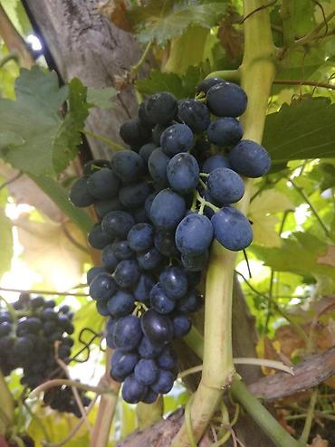 Виноград: Саженцы винограда: Ризамат. Киш-миш чёрный. Мирный. Розовый тайфи — 10