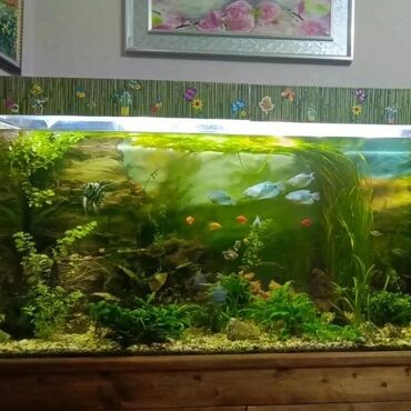 сколько стоит аквариум: 140 eni 80 hunduru 500 lt balıqlarla bir yerde satilir