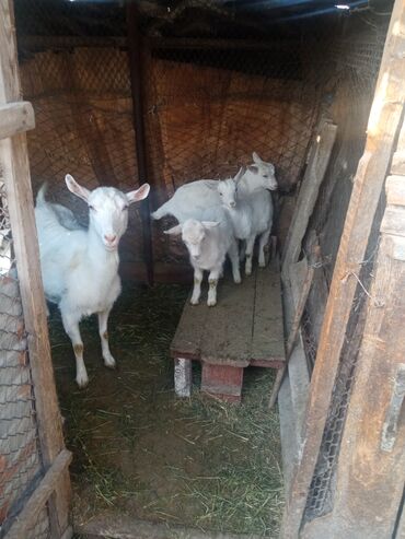чешский коза: Продаю | Козлёнок | Зааненская | Для разведения
