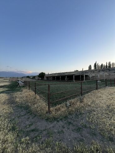 Коровы, быки: Продается кошара в селе Мураке, Московский район, территория участка 1 — 5