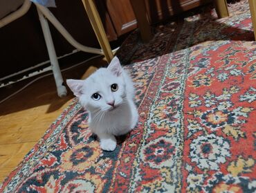şinşila pişik satılır: Dişi, Yaxşı əllərə
