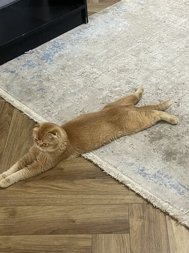 кошка с разными глазами: Кошка даром: Скотиш Фолд (Шотландская вислоухая), 1 год, Мальчик, С прививками, Кастрирована, Приучена к лотку