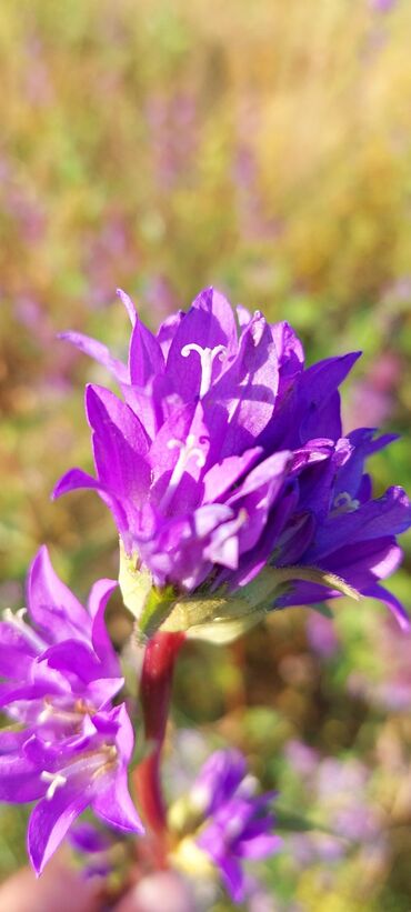 Bal: Müalicəvi Göyçay qaratikan balı 100% tam təbii baldır. Süzülmə bal — 22