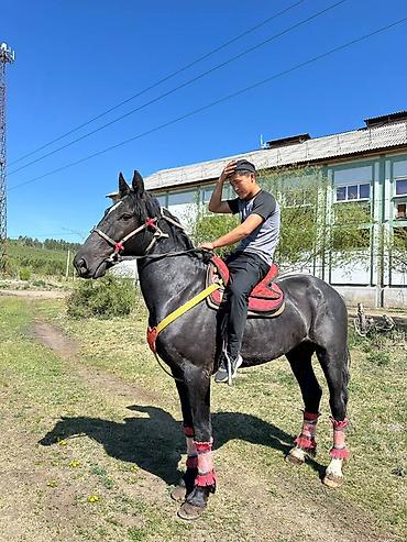 шотландская вислоухая кошка фото цена: Продаю | Конь (самец) | Рабочий | Племенные — 1