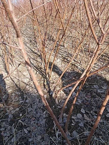 Другие фруктовые и ягодные растения: Ассаламу алайкум Турдуу кочоттор сатылат дыйканчылык озубуз — 3