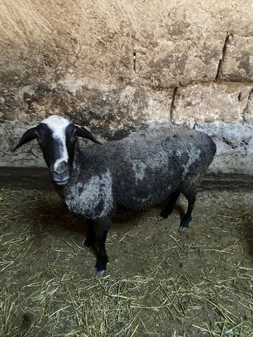 Бараны, овцы: Продаю | Овца (самка) | Романовская | На забой, Для разведения | Матка