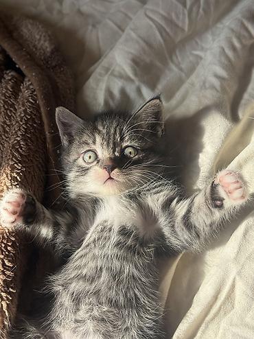 вызвать ветеринара на дом: Котята домашние от британской кошки к лотку приучены кушают сами ! — 3