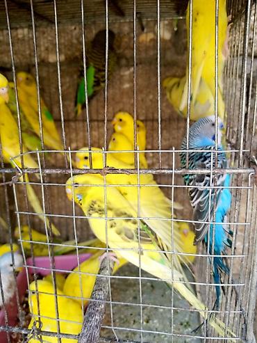 Quşlar: Papuqaylar 14 manattan hazir cutterdi hamsi — 5