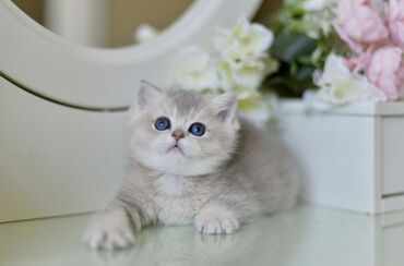 Коты: Британский котёнок, очаровательная, очень красивая и невероятно нежная