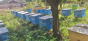 karpat ana arı: Arıxana üçün taxta arı pətəkləri (ulya) Məhsul təsviri: - — 4
