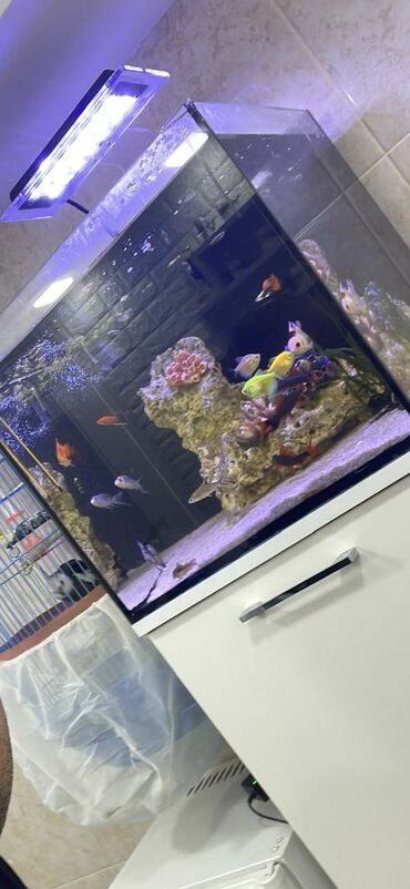 фильтр для аквариума: Dördbucaq akvarium, Balıqlarla birlikdə, 70 l, Ünvandan götürmə
