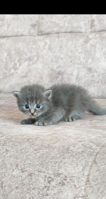 возьму котёнка: Серый котенок с голубыми глазами, демонстрирующий типичное поведение