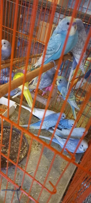 Tutuquşları: Her reng balalar var qiymetler muxtelifdir 12 manatdan baslayir 15 20 — 1