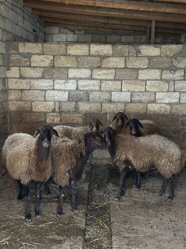 Qoyunlar, qoçlar: Qoyunlar – qaragül tipli qəhvəyi yunlu, qara başlı və ayaqlı heyvanlar — 5