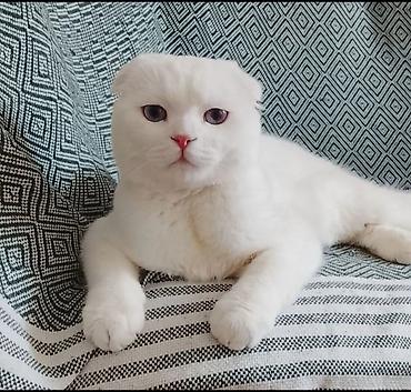 scottish fold qiyməti: Şotland yastı qulaq — 1
