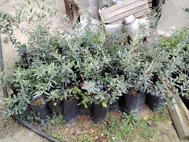 zire bitkisi: Zeytun ağacı satılır 1 ədədi 3 manat