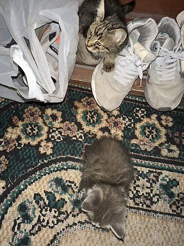 Мышыктар сатылат: Котята, домашние, пушистые малыши. - Описание: двое котят, один серый — 2