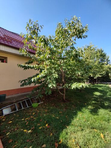 ак босого дом продается: Үй, 25 кв. м, 1 бөлмө, Менчик ээси, Евро оңдоо