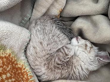 Отдам даром кошку: Кошка даром: Беспородная, 2 месяца, Мальчик — 2