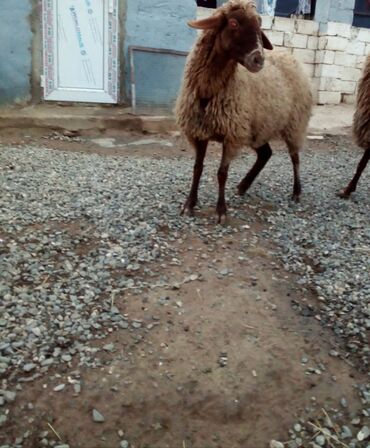 Qoyunlar, qoçlar: Qiymət cütünə ayıdır real alıcıya endirim olacaq boğaz heyvan di — 5