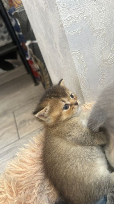 отдам котят в хорошие руки: Qızıl şinşilla, Erkək, Dişi, Yaxşı əllərə, Ünvandan götürmə