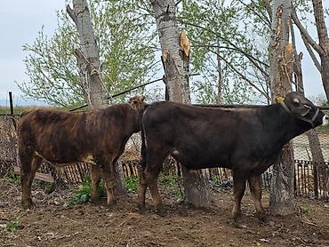 Коровы, быки: Продаю | Бык (самец) | На откорм | Привязанные — 8