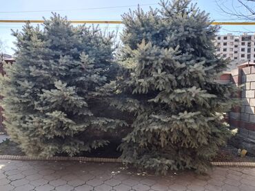 голубой ель цена: Продаю голубую ель высота 3 метра