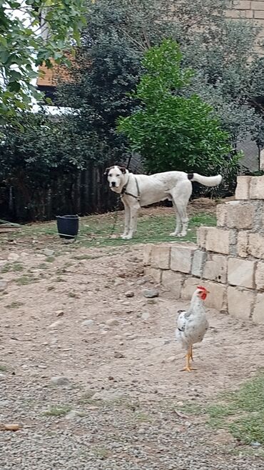 ördək balası və cücə: 1 год, Самец, Самовывоз